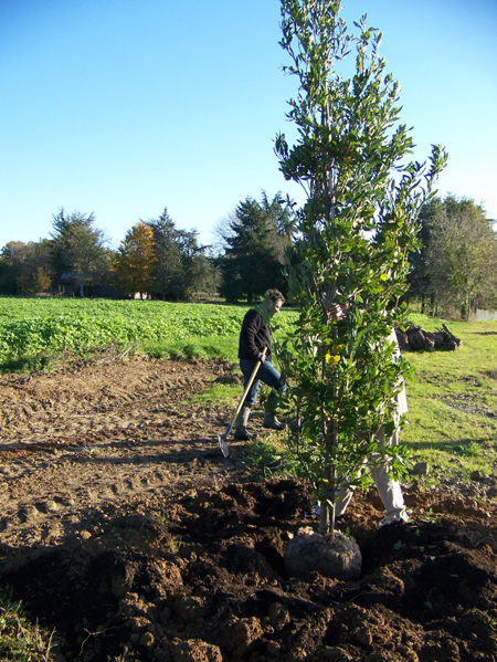 Quercus turneri, parrainé par la SH35 pour son 160e anniversaire