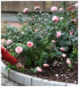rosiers03.jpg
