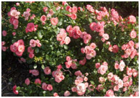 rosiers06.jpg