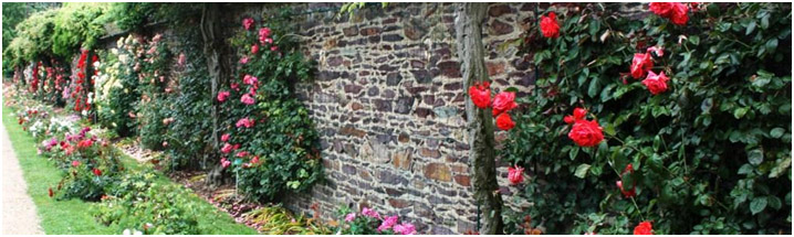 rosiers08.jpg rosiers08.jpg