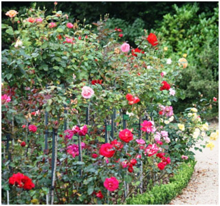 rosiers13.jpg