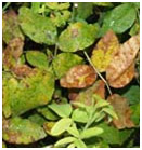 rosiers14.jpg