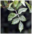 rosiers18.jpg