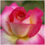 Sweet Delight