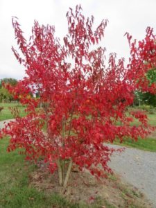 Acer Ginnala -26/10/2016-