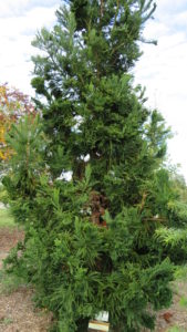 CRYPTOMERIA japo cristata