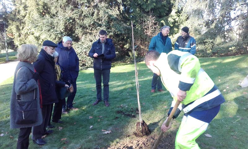 Un Pacanier au Thabor et à l’Université de Rennes Beaulieu, un arbre de paix