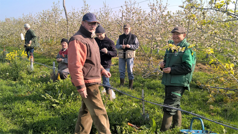 Greffage de kakis au verger d'Hervé Delestre à Bruz . Hervé nous avait accueilli samedi dernier, un groupe de la SH, pour la visite de son verger bio . Nous avions pu recueillir plein d'infos et techniques de conduite de verger bio