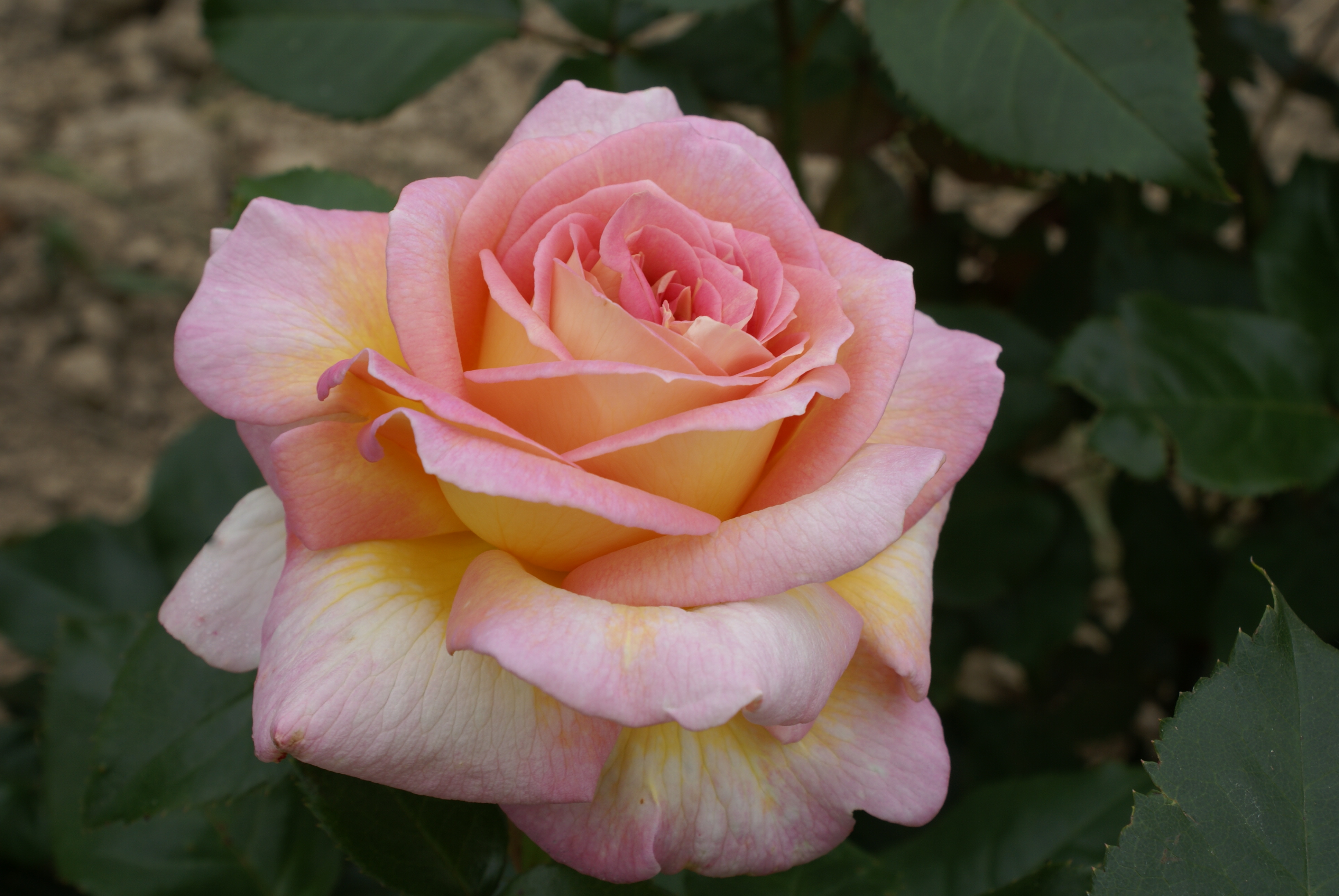 Une nouvelle rose de Michel Adam baptisée à Montreuil le Gast.