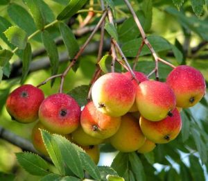 cormier-sorbier-à-gros-fruit-sorbus-domestica-pépinière-du-bosc