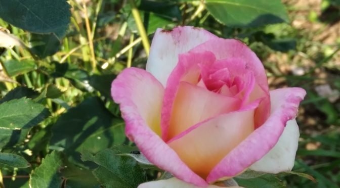 Doué la Fontaine, berceau pour une rose de Michel Adam