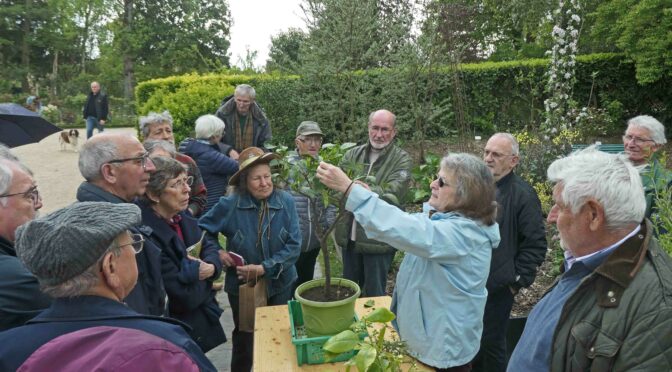 Les agrumes du jardin des moines au Thabor